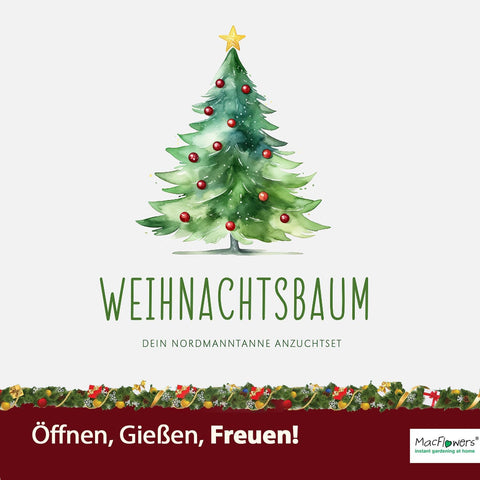 4x Deine MacFlowers Tannenbäume, Nordmanntanne Anzuchtset, Alles enthalten, Nachhaltig Schenken, Geschenk für Frauen und Männer als Adventskalender Wichteln Weihnachten