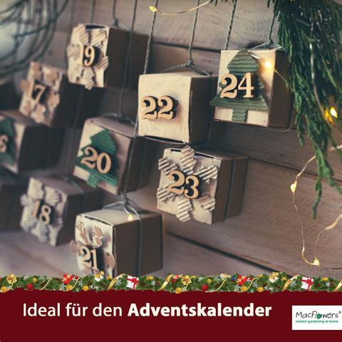 Weihnachtsbaum in der Dose - Merry Christmas Nostalgisch Dein Christbaum Adventskalender Befüllung Wichtelgeschenk