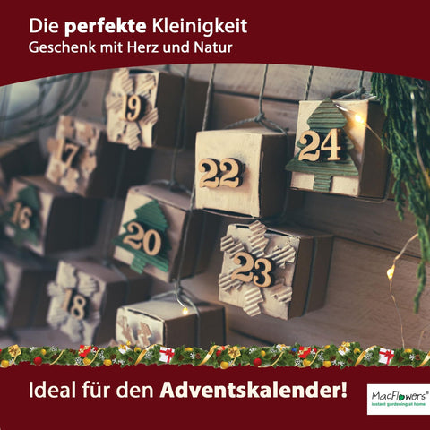 Ein MacFlowers Weihnachtsbaum in der Dose, Merry Christmas, Tannenbaum Anzuchtset mit 10 Samen für 6 Tannenbäume als Adventskalender Füllung Wichteln, Weihnachten