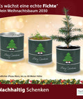Weihnachtsbaum Fichte Anzucht-Set | 2 Stück | Geschenk in instant Gardening Blumendosen | Spar-Set | Für Adventskalender Weihnachten