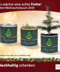 4 Stück Weihnachtsbaum in der Dose, Merry Christmas, Tannenbaum Anzuchtset mit 10 Samen für 6 Tannenbäume als Adventskalender Füllung Wichteln, Geschenk Set