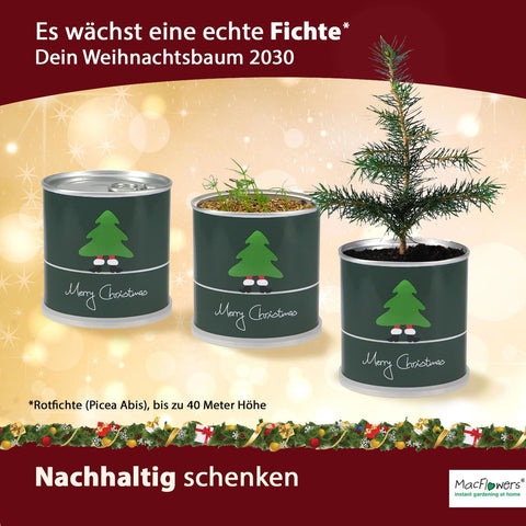 Weihnachtsbaum in der Dose - Merry Christmas Nostalgisch Dein Christbaum Adventskalender Befüllung Wichtelgeschenk
