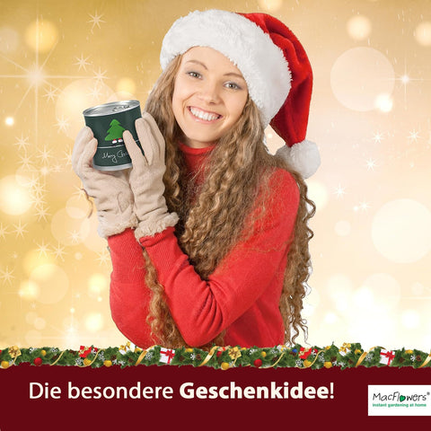 Weihnachtsbaum Fichte Anzucht-Set | 2 Stück | Geschenk in instant Gardening Blumendosen | Spar-Set | Für Adventskalender Weihnachten