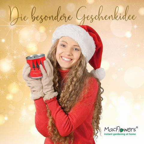Weihnachtsbaum in der Blumendose | 4 Stück | Merry Christmas Rot | Dein Anzuchtset | Tannenbaum Adventskalender Wichteln