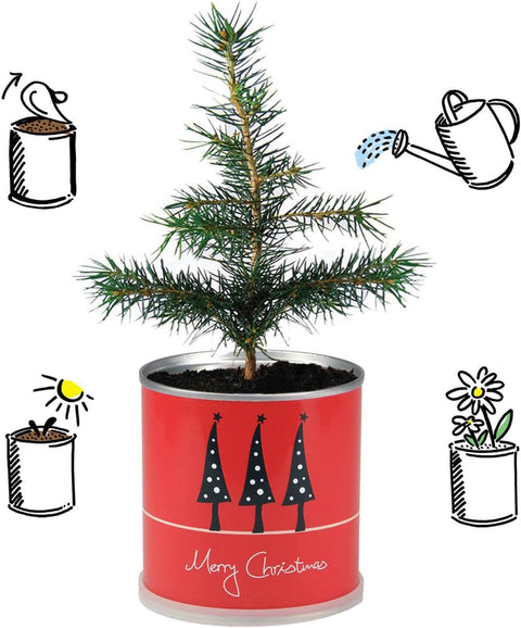 Weihnachtsbaum in der Blumendose | Merry Christmas Rot | Dein Anzuchtset | Tannenbaum Adventskalender Wichteln Nachhaltig