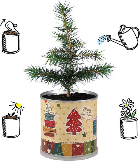 Weihnachtsbaum in der Dose - Merry Christmas Nostalgisch Dein Christbaum Adventskalender Befüllung Wichtelgeschenk