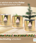 Ein MacFlowers Tannenbaum in der Dose, Goldene Weihnachten, Saatgut aus frischer Ernte, Exklusiv & Nachhaltig Geschenk Set für Frauen und Männer, Adventskalender Füllung Wichteln