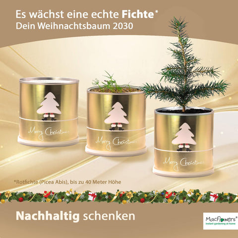 Ein MacFlowers Tannenbaum in der Dose, Goldene Weihnachten, Saatgut aus frischer Ernte, Exklusiv & Nachhaltig Geschenk Set für Frauen und Männer, Adventskalender Füllung Wichteln