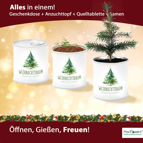 Dein MacFlowers Tannenbaum | Dein Tannenbaum Anzuchtset | Alles enthalten | 10 Samen | Nachhaltig Schenken | Geschenk für Frauen und Männer | Adventskalender Füllung Wichteln Nordmanntanne