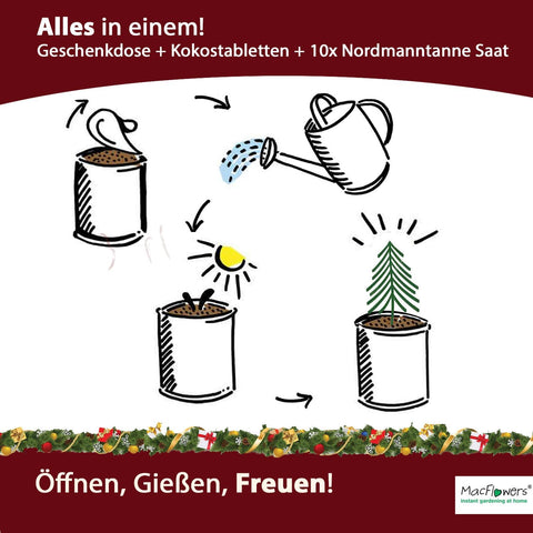 4x Deine MacFlowers Tannenbäume, Nordmanntanne Anzuchtset, Alles enthalten, Nachhaltig Schenken, Geschenk für Frauen und Männer als Adventskalender Wichteln Weihnachten