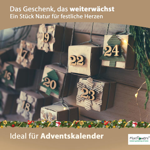 Ein MacFlowers Tannenbaum in der Dose, Goldene Weihnachten, Saatgut aus frischer Ernte, Exklusiv & Nachhaltig Geschenk Set für Frauen und Männer, Adventskalender Füllung Wichteln
