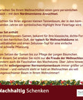 4x Deine MacFlowers Tannenbäume, Nordmanntanne Anzuchtset, Alles enthalten, Nachhaltig Schenken, Geschenk für Frauen und Männer als Adventskalender Wichteln Weihnachten